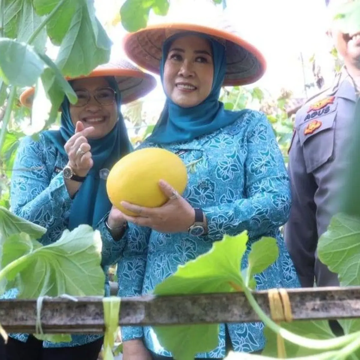Sinergi PKK OKU dan Sumsel Perkuat Ketahanan Pangan Daerah Lewat Panen Raya Melon