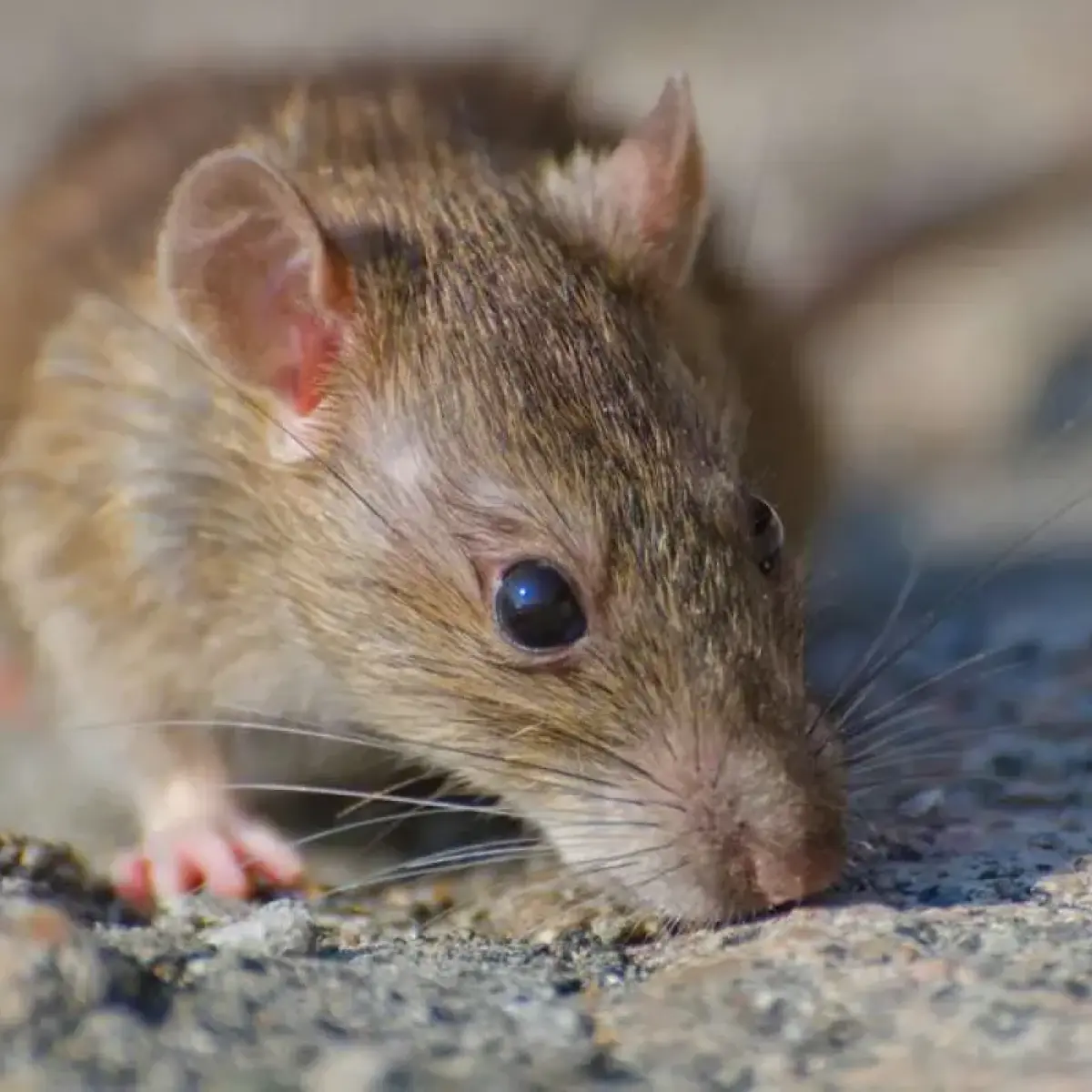 Antisipasi Penyebaran Hantavirus di Ibu Kota: Dinkes DKI Tetapkan RS Rujukan dan Pantau Kasus Suspek