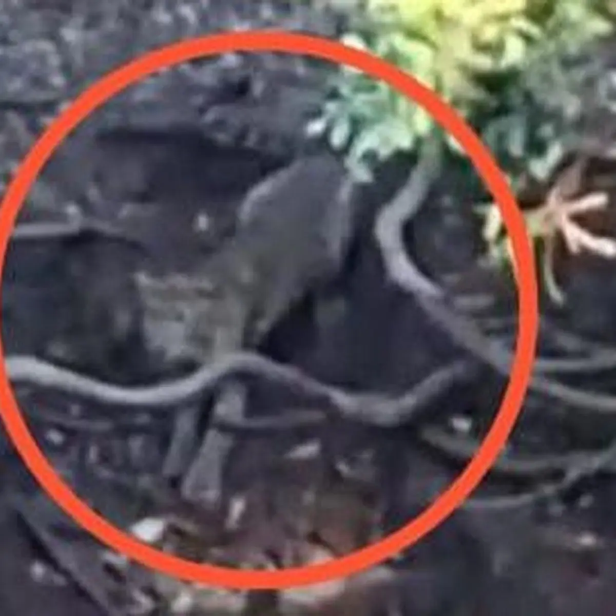 Penampakan Diduga Harimau di Hutan Cangar Disikapi Serius UPT Tahura Raden Soerjo
