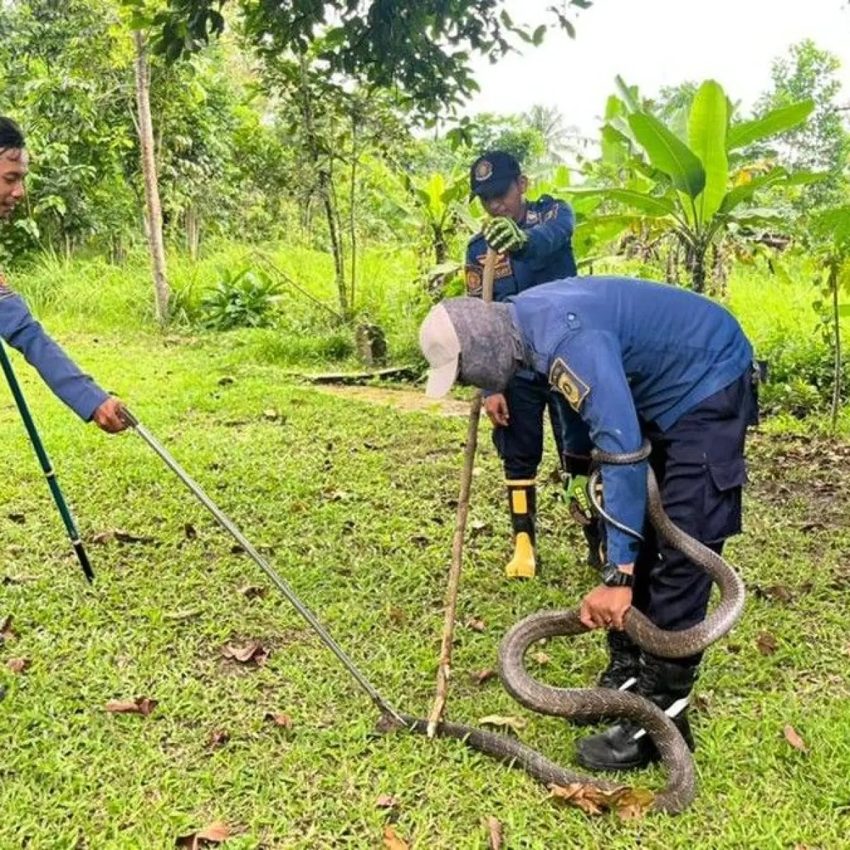 Evakuasi Ular King Cobra Raksasa di Bogor: Kronologi Penemuan dan Respons Cepat Damkar Tenjo