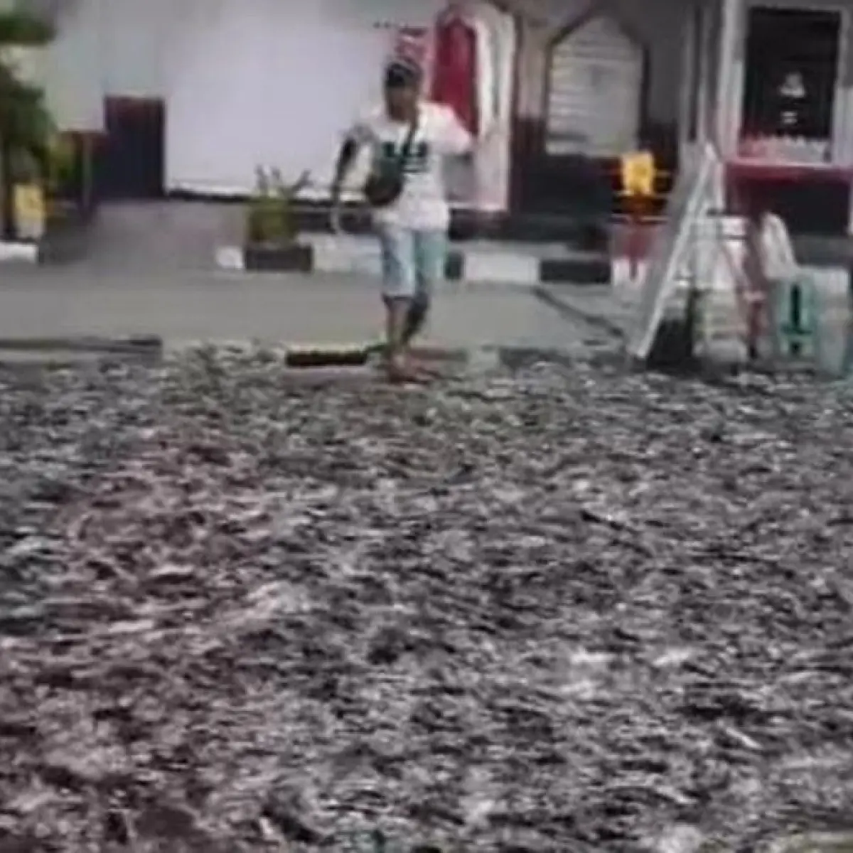 Heboh! Ribuan Ikan Lele Tumpah dari Kendaraan, Aktivitas SPBU di Klaten Sempat Terganggu