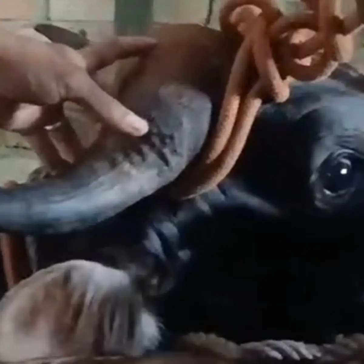 Momen Tegang di Jambi: Sapi Kurban Mengamuk, Warga Palmerah Terluka di Pipi