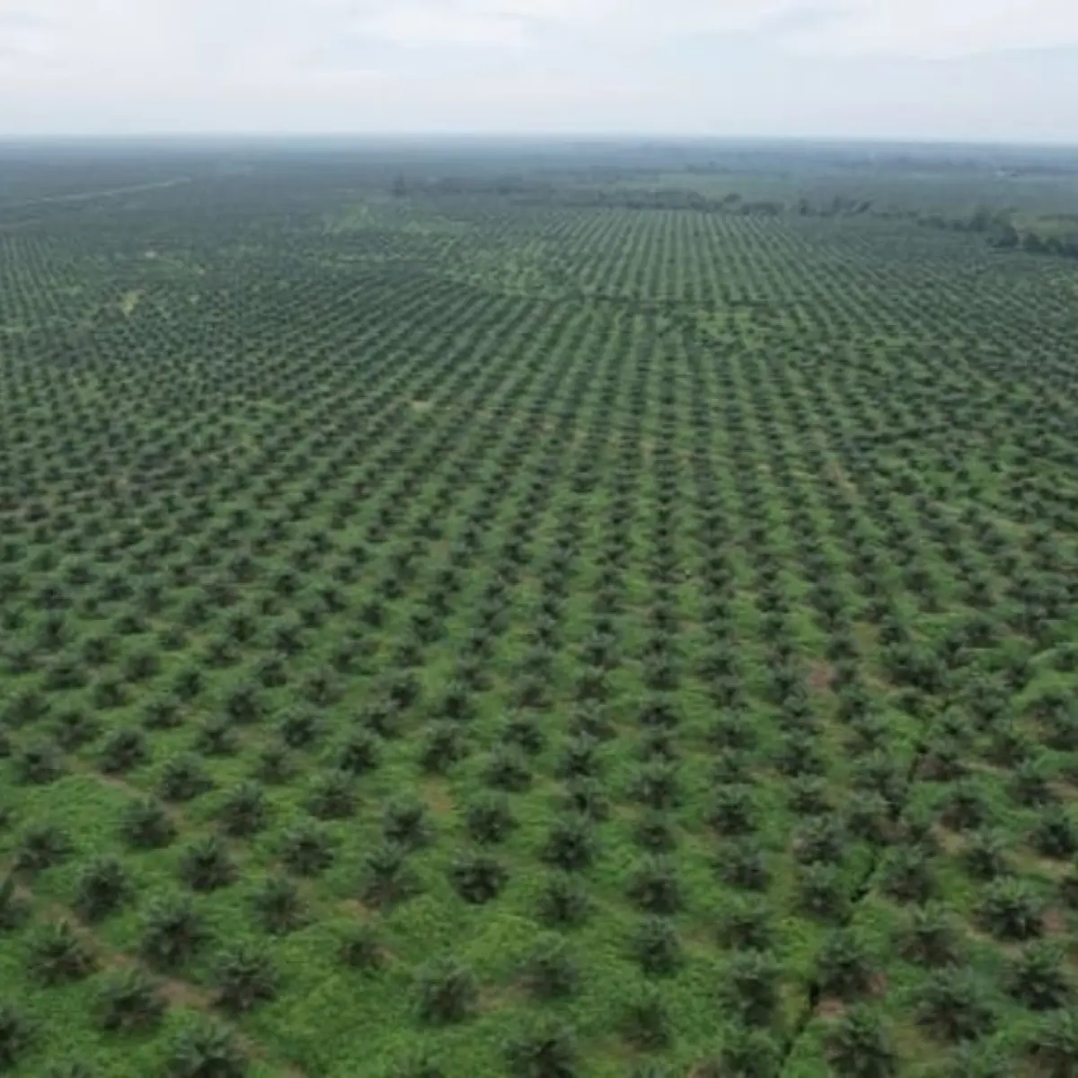 PTPN Tempuh Keadilan Restoratif, Bebaskan Kakek Mujiran Usai Terima Arahan Tegas dari Kepala BP BUMN
