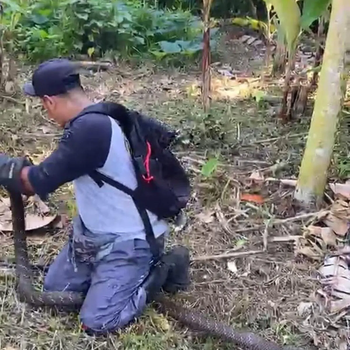 Evakuasi Ular King Cobra Raksasa di Tabanan, Tim Reptil Asih Turun Tangan Jaga Keamanan Warga