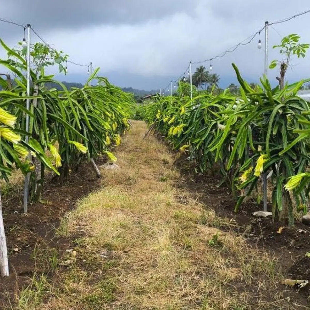 Ciremai Menjadi Saksi: Eksplorasi Agrowisata Petik Buah Naga Segar di Kuningan