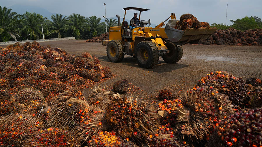 Tangguh Hadapi Dinamika Pasar, Astra Agro Lestari (AALI) Cetak Laba Rp1,09 Triliun di Semester I-2026