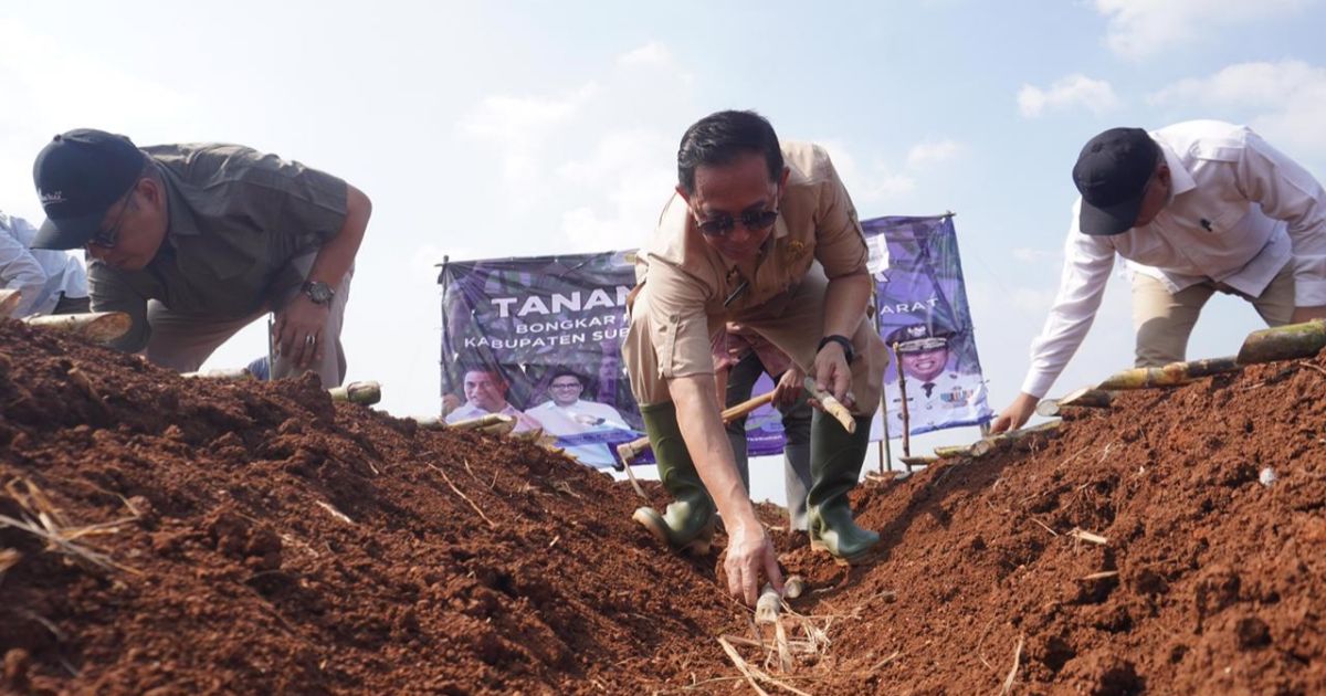 Sekretaris Daerah Kabupaten Subang Hadiri Tanam Perdana &#039;Bongkar Ratoon&#039; Bersama Kementerian Pertanian