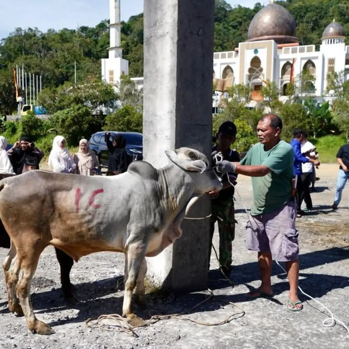 Semarak Kebersamaan Iduladha di Padang Panjang: Islamic Centre Salurkan Sembilan Sapi Kurban