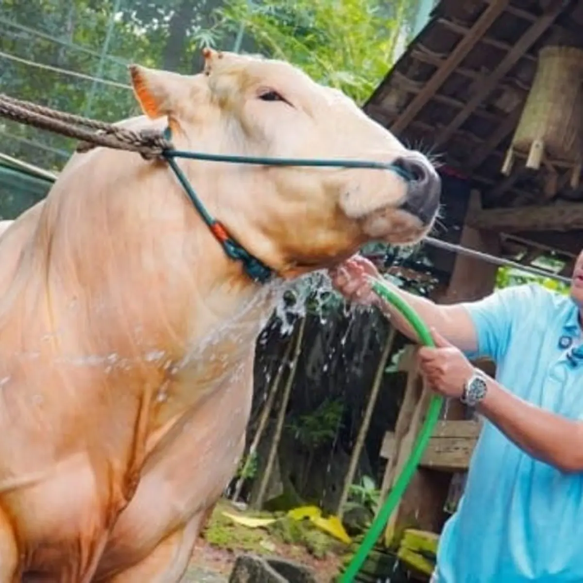 Momen Perpisahan Irfan Hakim dan Sapi Kurban Popeye Jelang Idul Adha: Ikatan Emosional yang Menarik Perhatian Publik