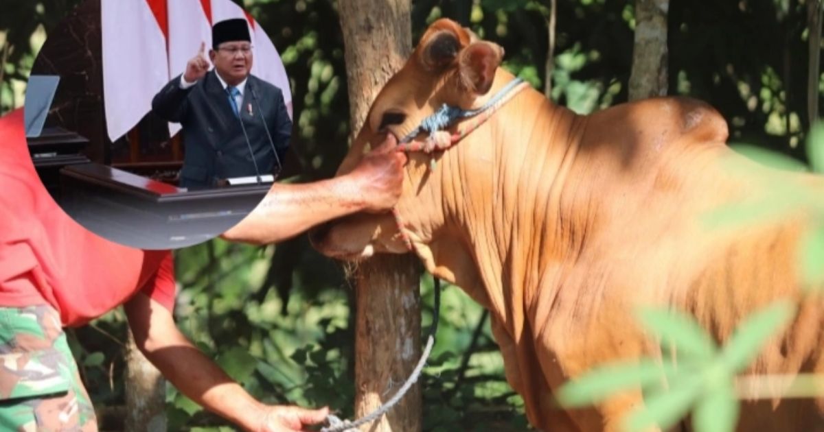 Fantastis, Distribusi 1.098 Sapi Kurban Presiden Terpilih Prabowo Subianto Disorot Publik