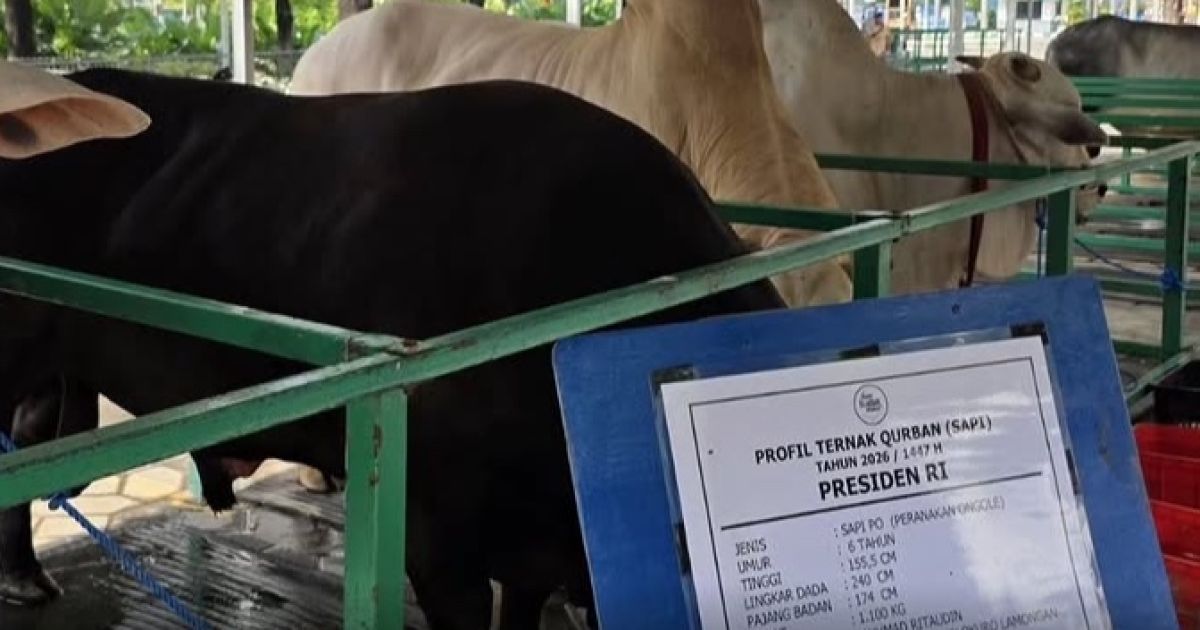 Polemik Sapi Kurban Rp100 Miliar Prabowo, Istana Jelaskan Sumber Dana APBN dan Bantuan Sosial