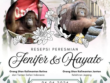 Momen Bersejarah: Orang Utan Indonesia dan Jepang Bersatu dalam Misi Konservasi Lintas Negara