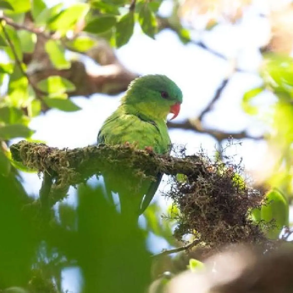 Elusive Blue-fronted Lorikeet Photographed in Indonesian Highlands After 12-Year Disappearance