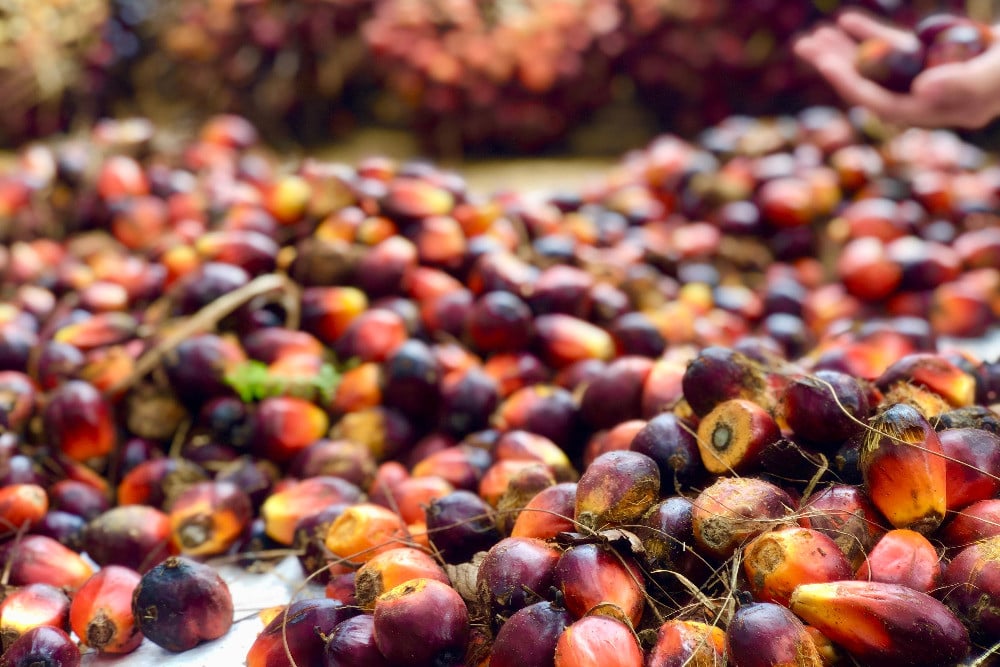 RSPO Jadi Kunci Utama Petani Sawit Mandiri Indonesia Raih Pangsa Pasar Ekspor Global