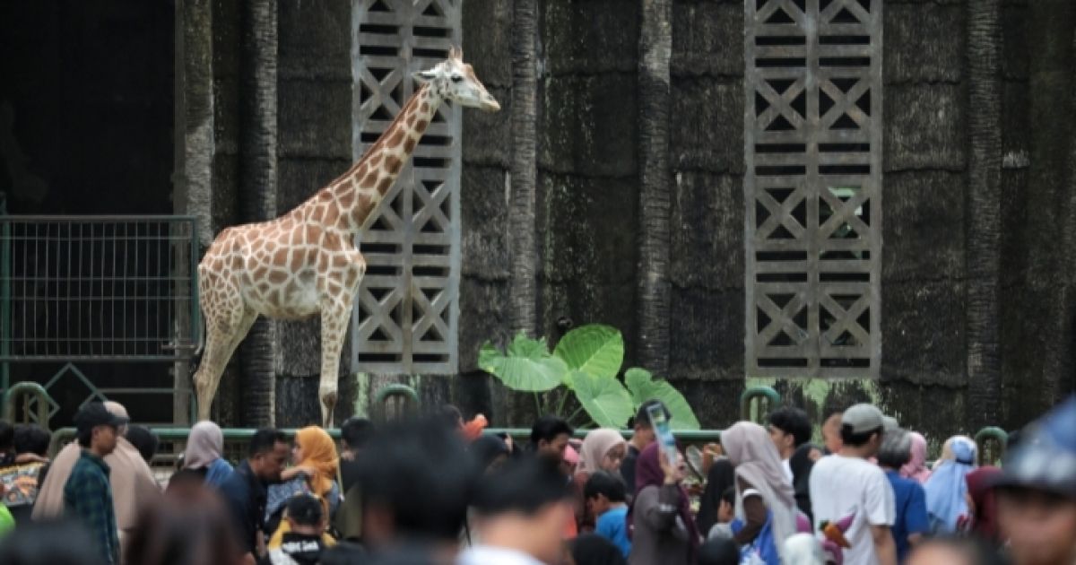 Ragunan Buka Gratis di Tanggal Spesifik Sambut HUT ke-499 Jakarta, Lengkap dengan Edukasi Satwa