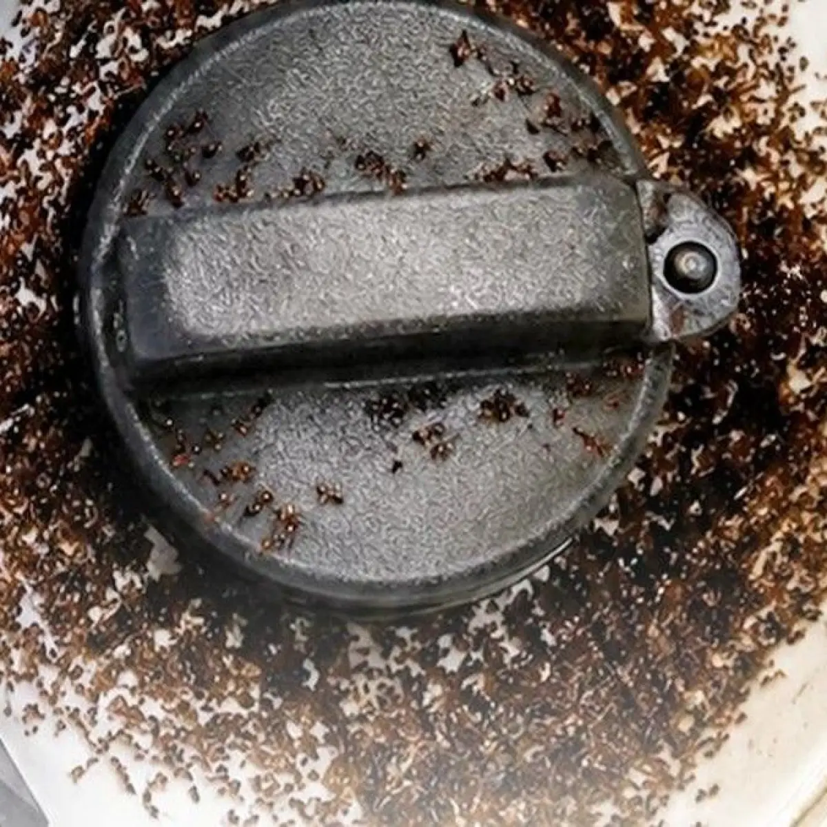 Fuel Controversy: Indian Oil Company Addresses Viral Claims Linking E20 Biofuel to Ant Infestation at Car Fuel Caps