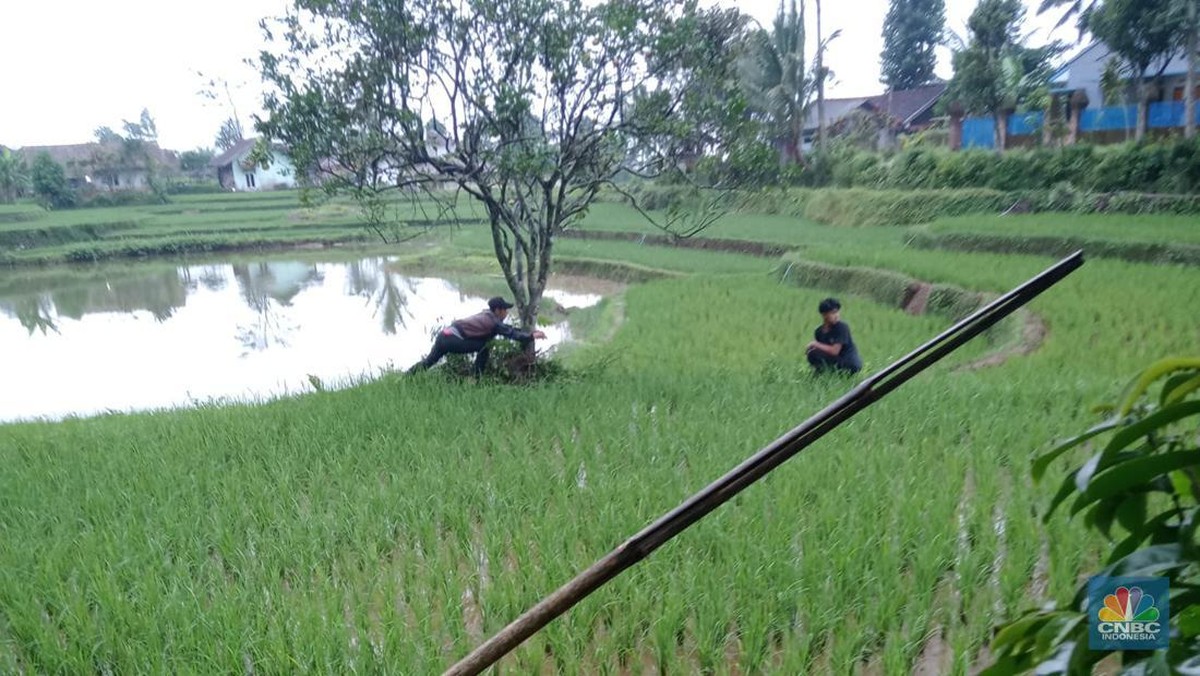 Menguak Kontradiksi Sejarah Cianjur: Kemakmuran Kopi di Era Bupati dan Isu Kontroversial Tanam Paksa