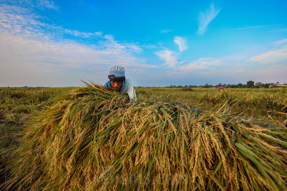 Proyeksi FAO: Tantangan Iklim dan Margin Keuntungan Pangan Mengancam Pasokan Beras Global 2026/2027