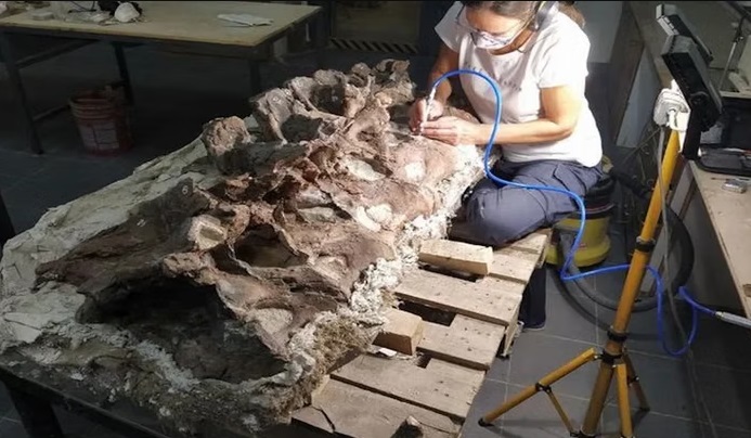 Rahasia Leher Ganda Dinosaurus Raksasa Terkuak dari Temuan Fosil Mengejutkan di Argentina