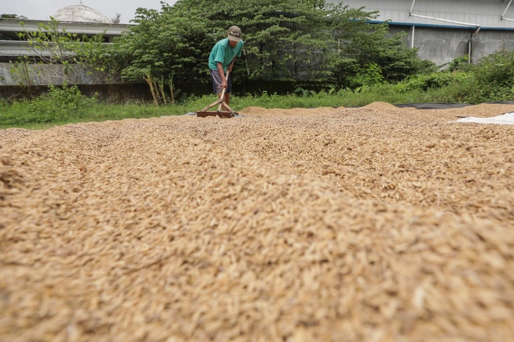 Stok Beras Pemerintah Tertinggi, Tapi Harga di Meja Makan Konsumen Tak Kunjung Turun: Mengurai Paradoks Pangan Nasional
