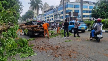 Dampak Angin Kencang di Jakarta Utara: Pohon Tua Tumbang Timpa Dua Mobil Warga