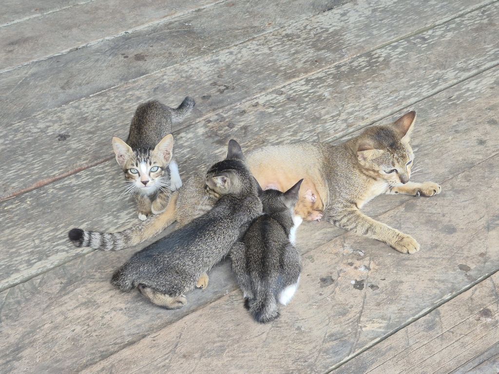 Waspada Kucing Sakit Ginjal: Panduan Lengkap Mengenali Tanda Awal dan Strategi Pencegahan dari Pakar IPB